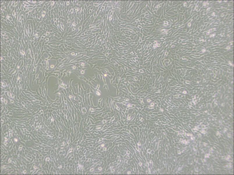 R 1610 Cell Complete MediumR 1610 Cell Complete Medium - 3