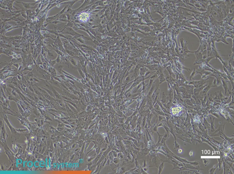 Mouse Esophageal Epithelial Cell Complete Medium - 1