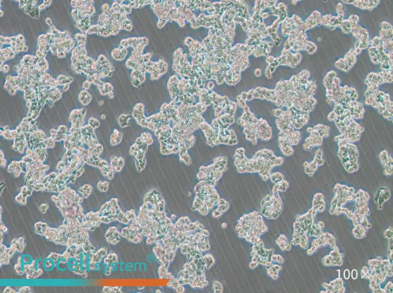 HCC1187 Cell Complete Medium - 1