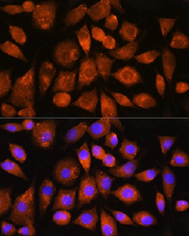 Immunofluorescence analysis of L929 cells using ATP5G2 Polyclonal Antibody at dilution of 1:100. Blue: DAPI for nuclear staining.