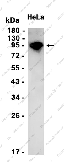 Recombinant Aryl Hydrocarbon Receptor Monoclonal Antibody - 1