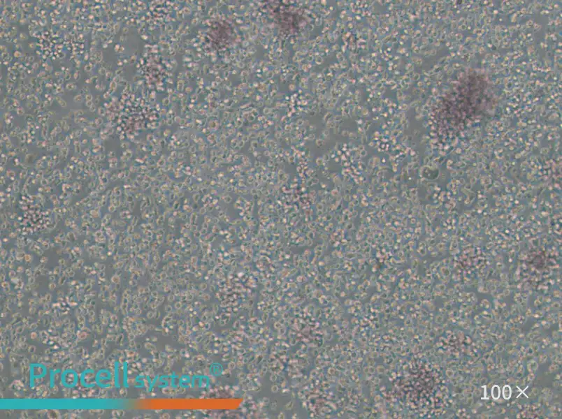 GM23688 Cell Complete MediumGM23688 Cell Complete Medium - 3