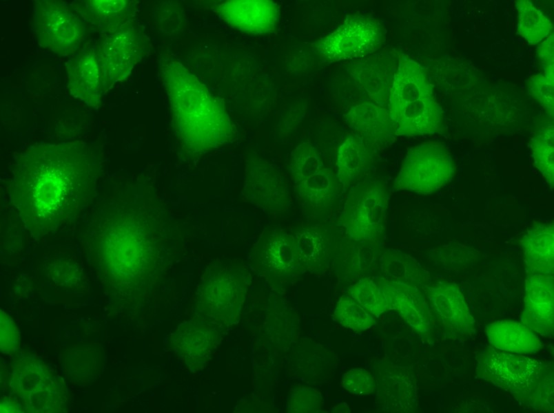 A549-GFP Cell Complete Medium - small - 5