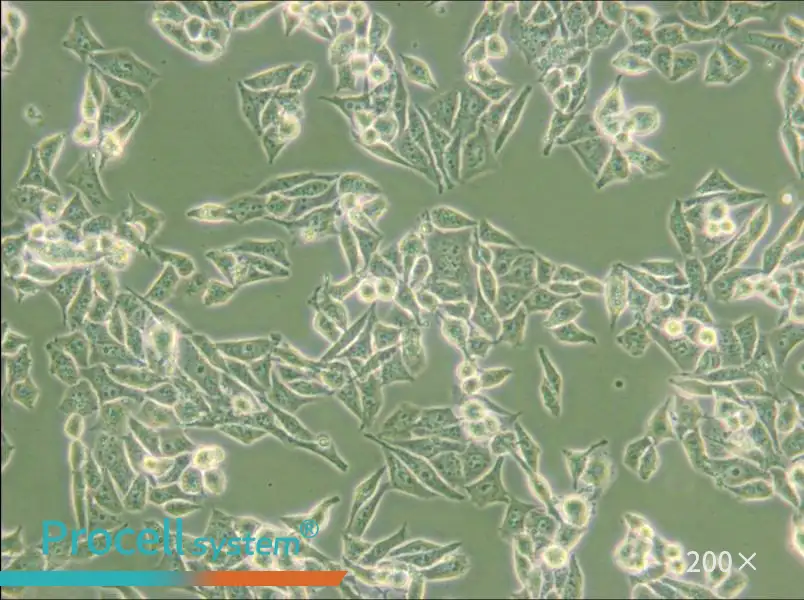 AN3 CA Cell Complete Medium - small - 5