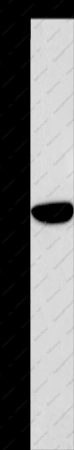 ABI1 Polyclonal Antibody - 1