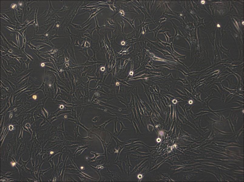 HS-27A Cell Complete Medium-searchlist-1