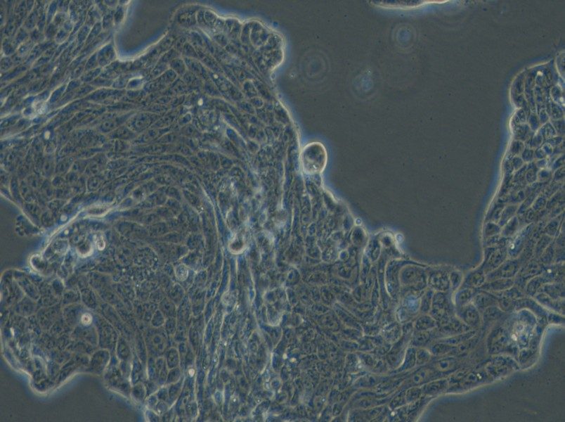 Calu-3 Cell Complete Medium - 5