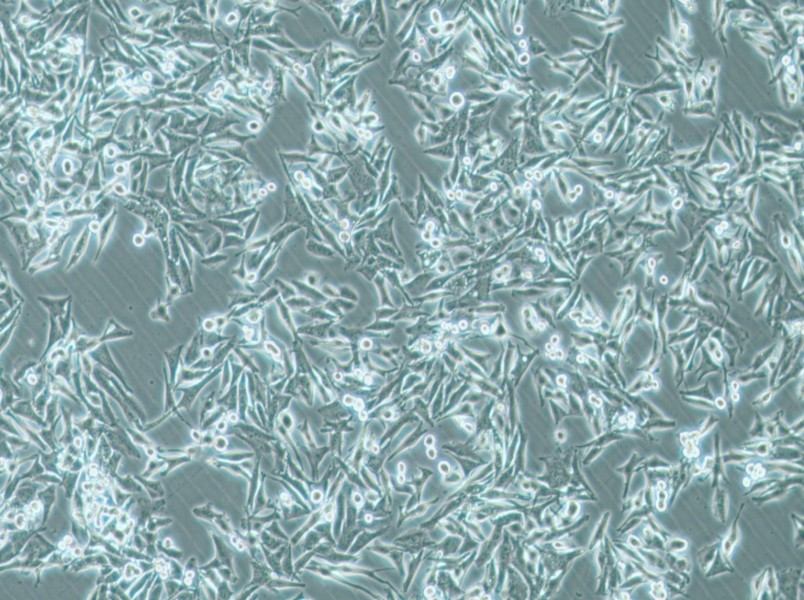 SK-MEL-5 Cell Complete Medium - 3