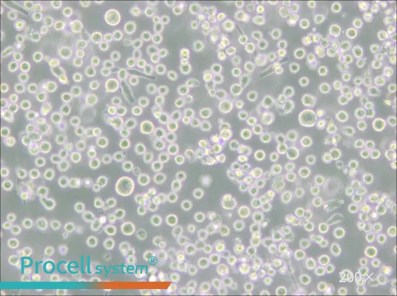 MEG-01 Cell Complete Medium - 4
