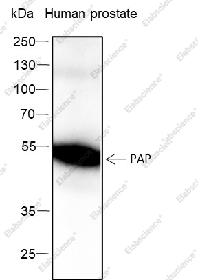 Recombinant PAP Monoclonal Antibody - 1