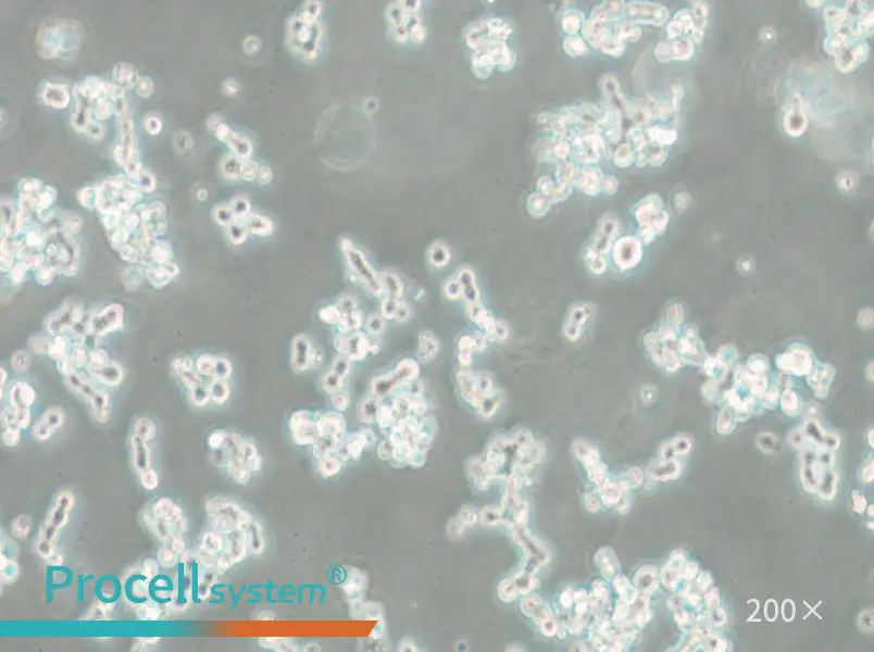 NCI-H82 [H82] Cell Complete Medium - small - 6