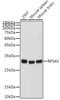 Western blot analysis of extracts of various cell lines using RPS4X Polyclonal Antibody at 1:500 dilution.