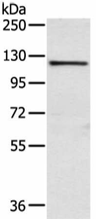 Western blot analysis of PC3 cell  using WWP1 Polyclonal Antibody at dilution of 1:750