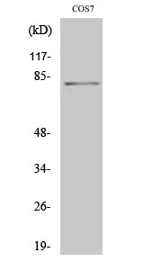 Western Blot analysis of COS7 cells with Phospho-Stat4 (Tyr693) Polyclonal Antibody at dilution of 1:2000