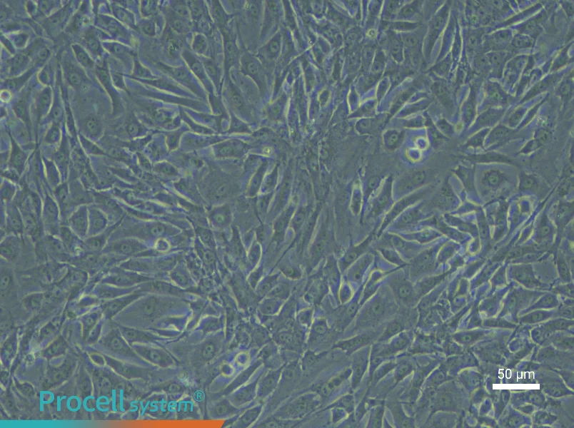Rabbit Bladder Smooth Muscle Cell Complete Medium - 5