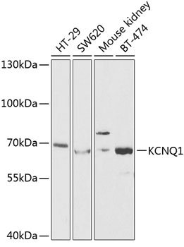 Western blot analysis of extracts of various cell lines using KCNQ1 Polyclonal Antibody at dilution of 1:1000.