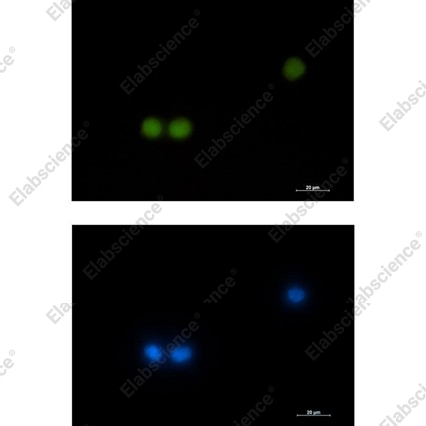 Recombinant HOXB4 Monoclonal Antibody - 2