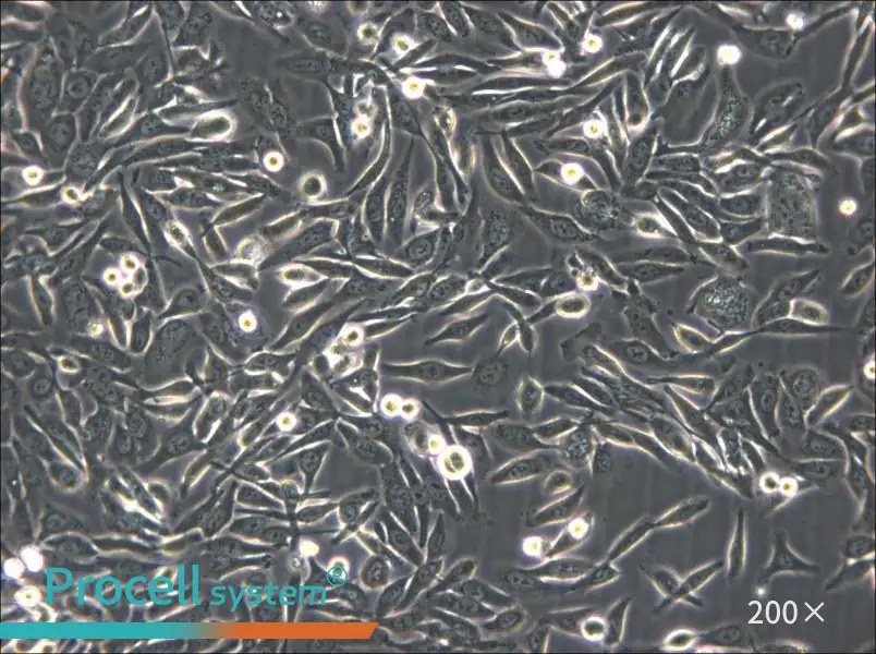 NUGC-3 Cell Complete Medium - 4