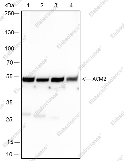 Recombinant Muscarinic Acetylcholine Receptor 2/CM2 Monoclonal Antibody - 1