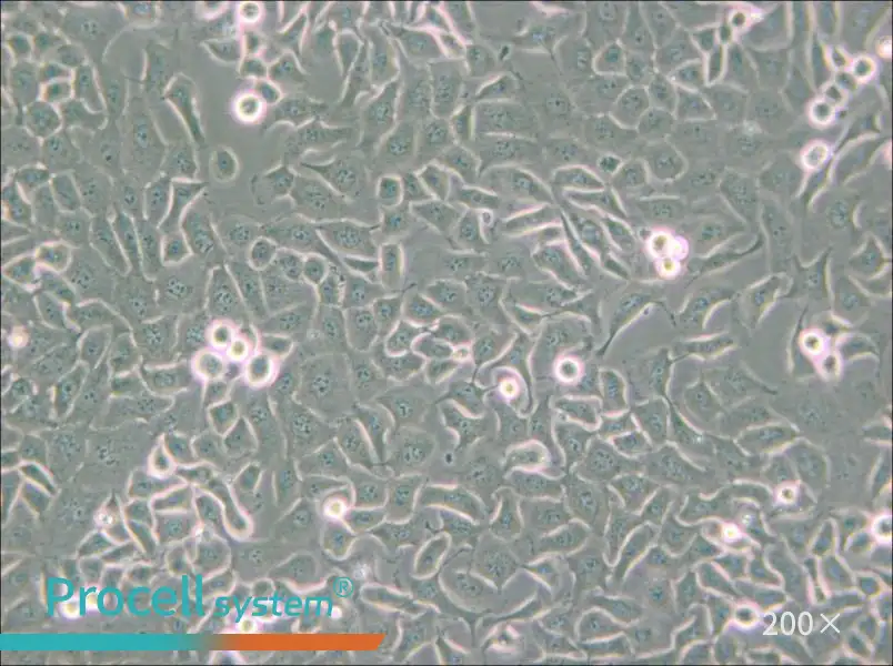 SHZ-88 Cell Complete Medium - small - 4