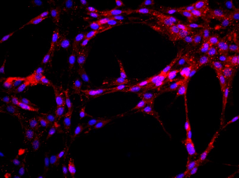Rat Aortic Endothelial Cell Complete MediumRat Aortic Endothelial Cell Complete Medium - 2