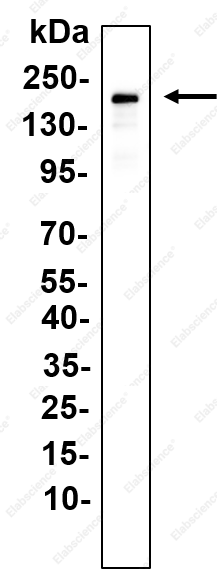 Recombinant C3 Monoclonal Antibody - 7