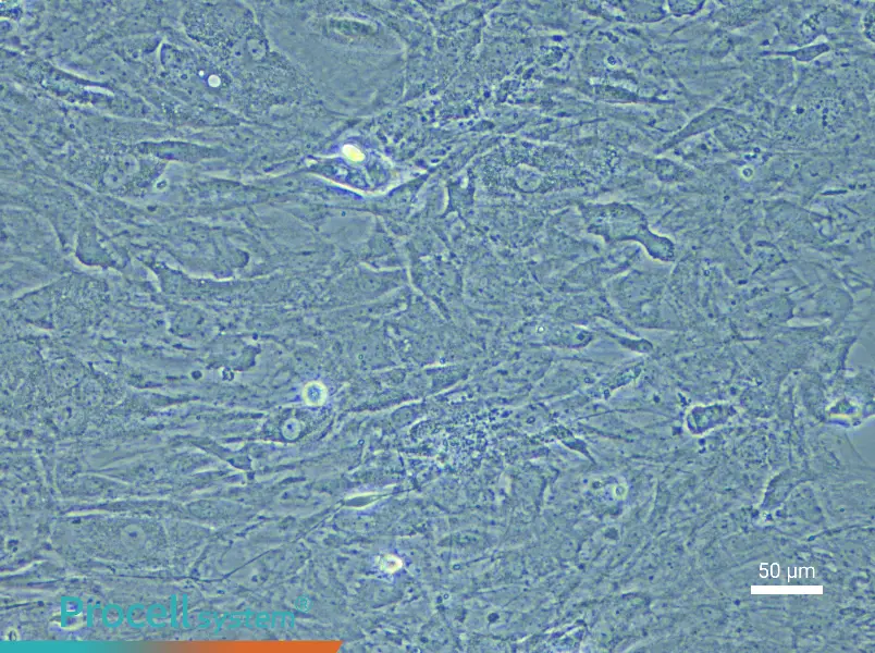 Mouse Meningeal Cell Complete Medium - 4