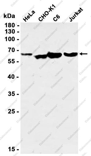 Recombinant PKN1 Monoclonal Antibody - 1