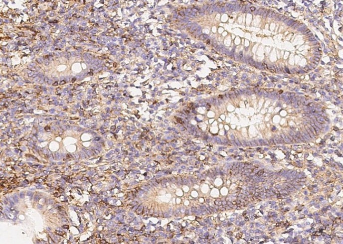 Recombinant LFA-3/CD58 Monoclonal Antibody - small - 2