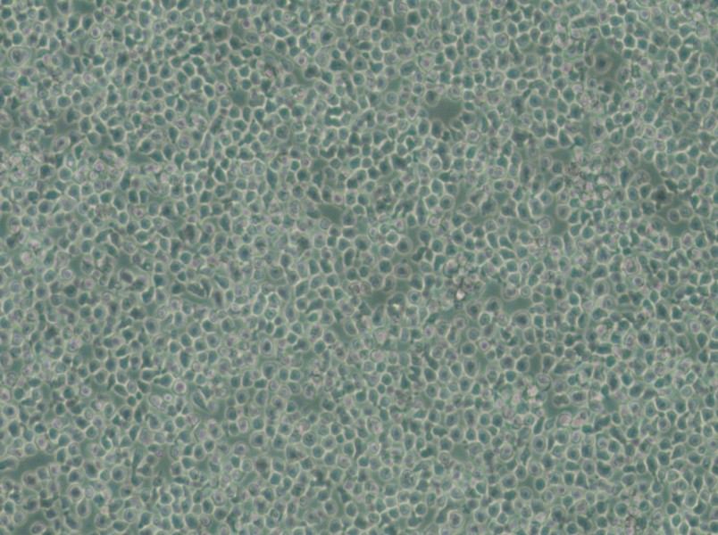 C1498-LUC Cell Complete Medium - 4