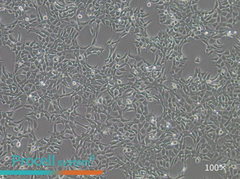293A Cell Complete Medium - 1