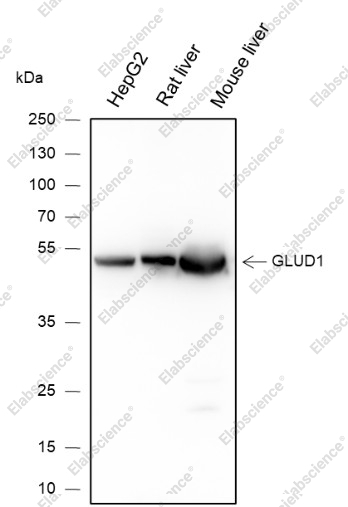 Recombinant GLUD1 Monoclonal Antibody - 1