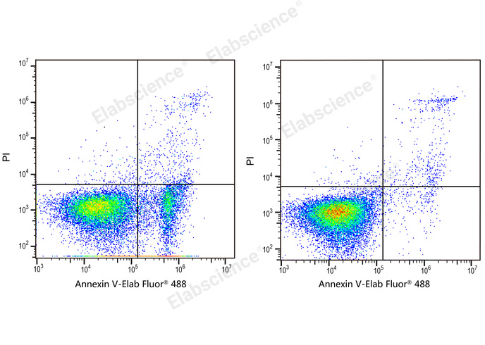 Annexin V-Elab Fluor® 488/PI Apoptosis Kit-1