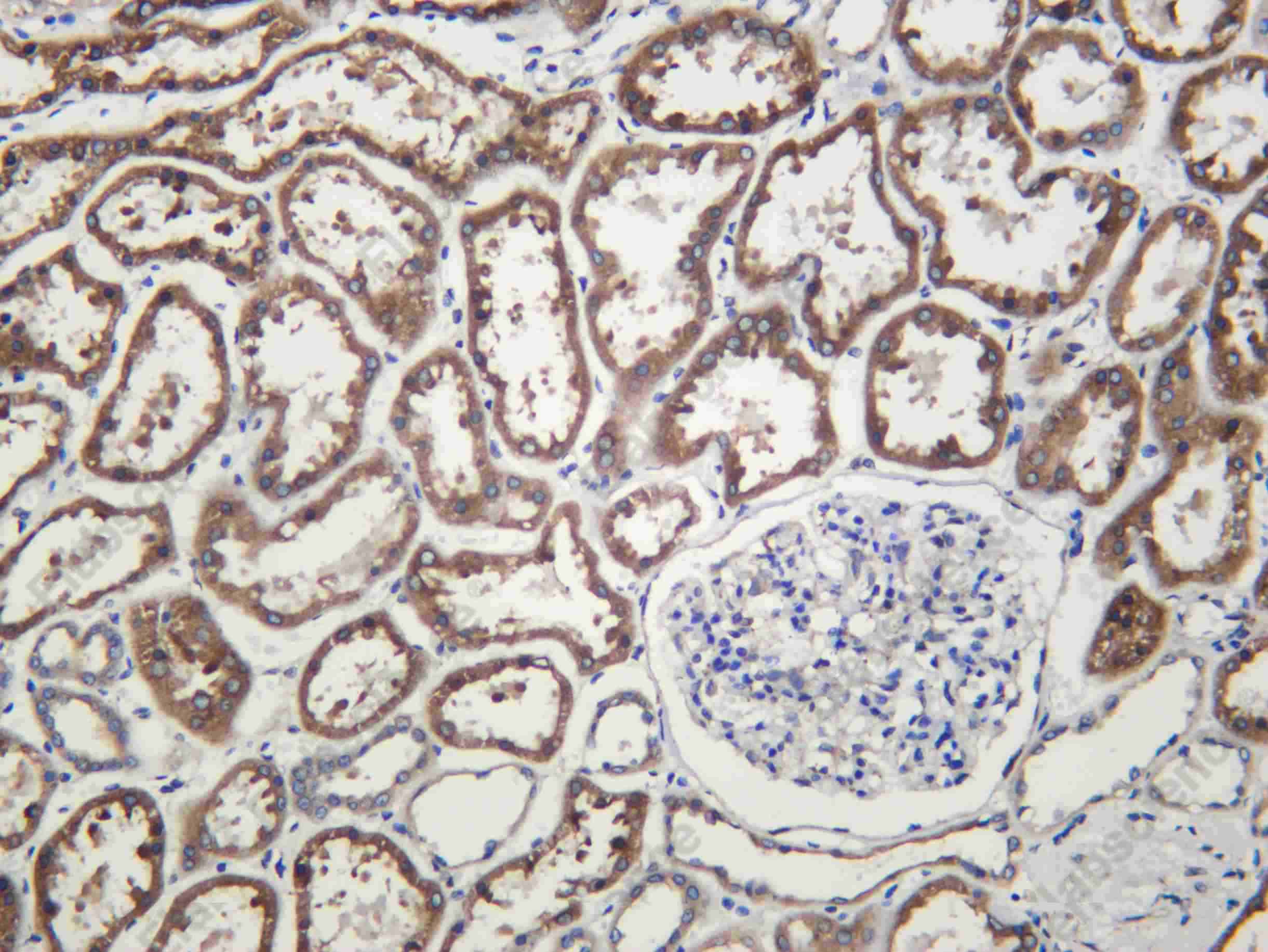 Recombinant NCPR Monoclonal Antibody - 1