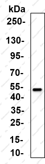 Recombinant Flotillin-2 Monoclonal Antibody - 1