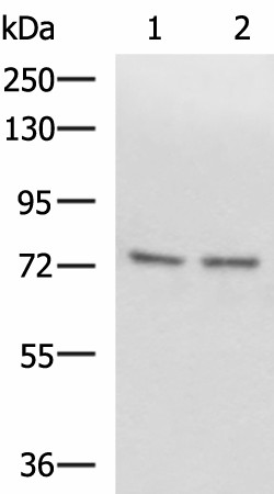 Western blot analysis of Raji and 231 cell lysates  using SCMH1 Polyclonal Antibody at dilution of 1:1000