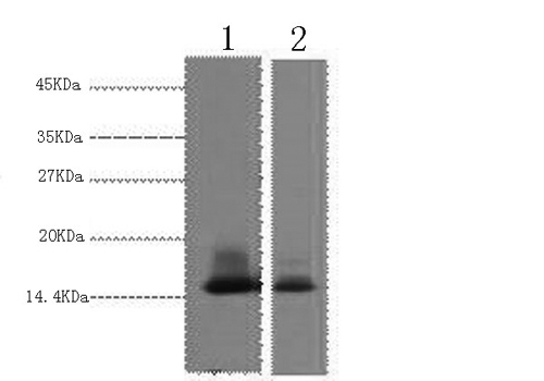 Western Blot analysis of 1) Human Milk, 2) Milk using alpha Lactalbumin Monoclonal Antibody at dilution of 1:3000.