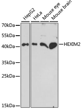 Western blot analysis of extracts of various cell lines using HEXIM2 Polyclonal Antibody at dilution of 1:1000.