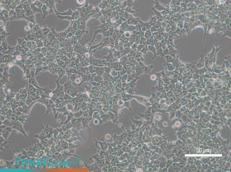 NCCIT - 5
