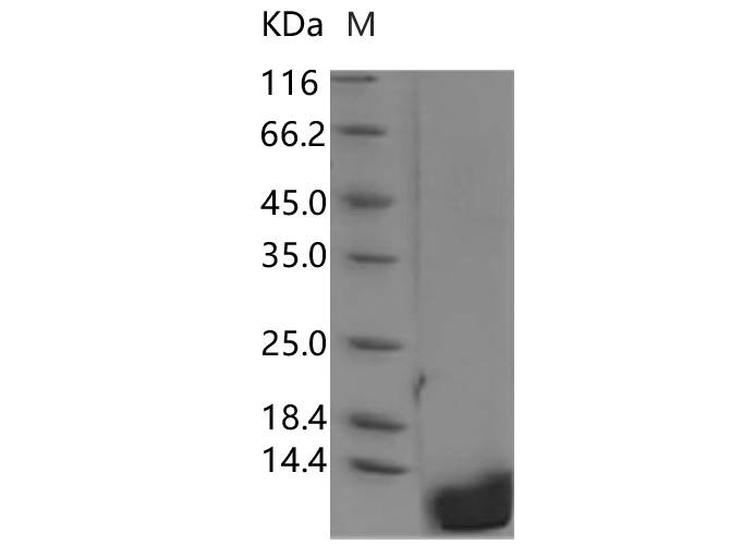 Measured in a cell proliferation assay using BALB/c 3T3 mouse fibroblasts. The ED50 for this effect is typically 0.05-0.3ng/mL.