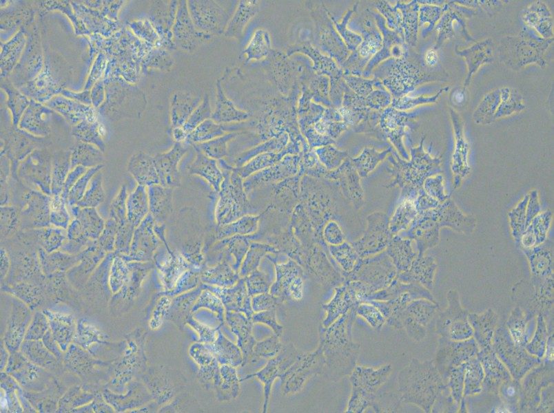 Hep 3B2.1-7 Cell Complete Medium - 6