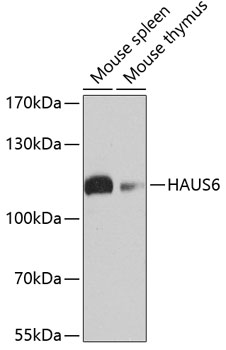 Western blot analysis of extracts of various cell lines using HAUS6 Polyclonal Antibody at 1:1000 dilution.