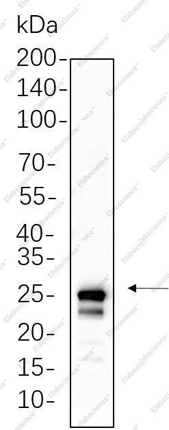 Recombinant mtTFA Monoclonal Antibody - 1