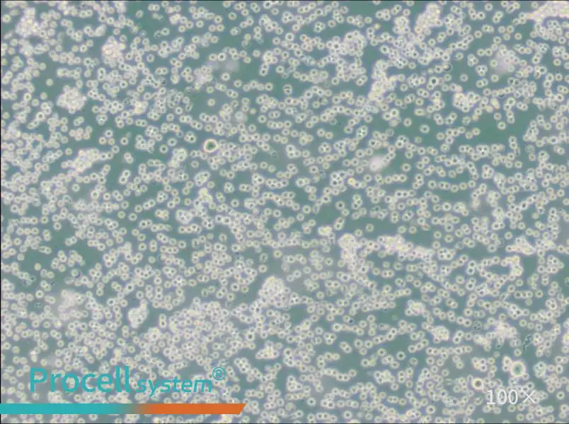 JM Cell Complete MediumJM Cell Complete Medium - 2