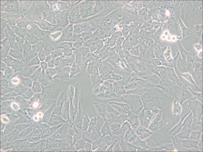 T98G Cell Complete Medium - small - 6