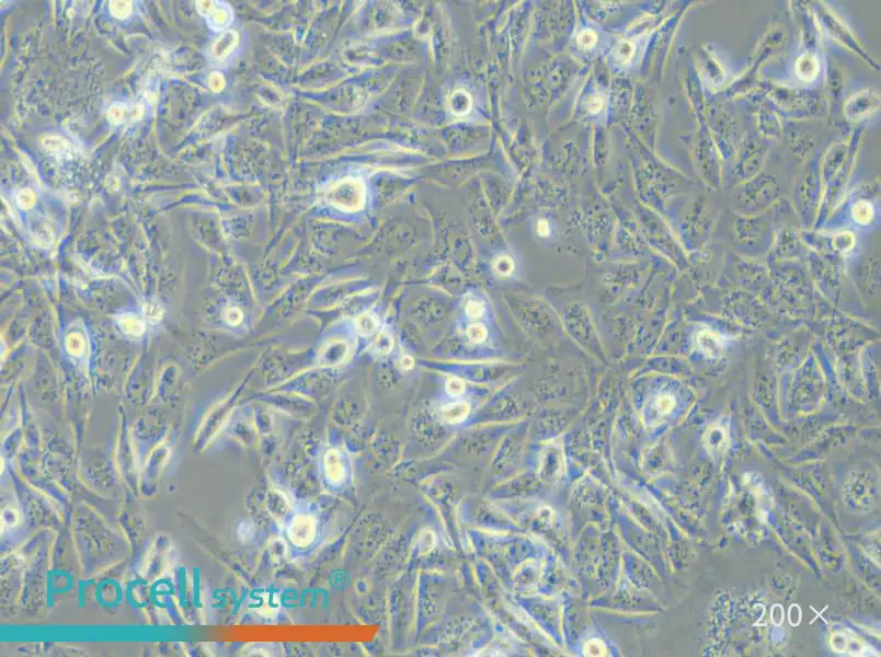 MDA-MB-231 (DMEM) Cell Complete Medium - small - 5