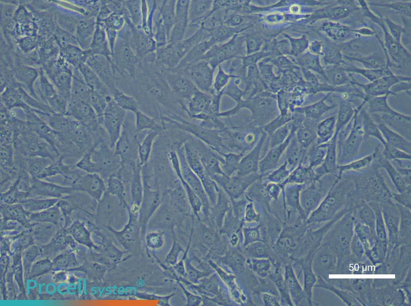 Mouse Oral Mucosal Fibroblast Complete Medium - 5