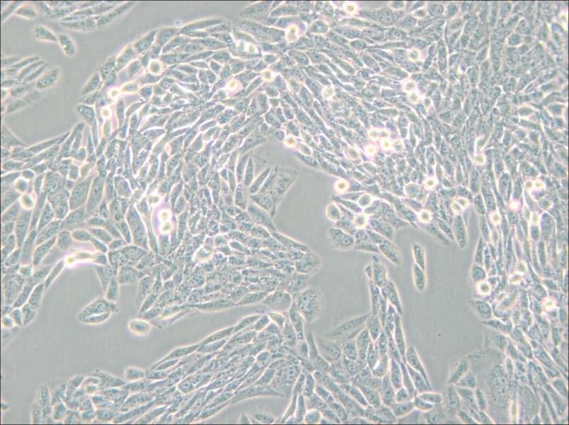 Lec1 [Pro-5WgaRI3C] Cell Complete Medium - small - 6