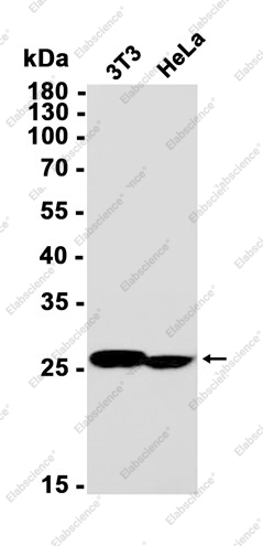 Recombinant Galectin 3 Monoclonal Antibody - 1