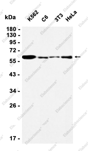 Recombinant NR1D1 Monoclonal Antibody - 1